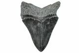 Serrated, Fossil Megalodon Tooth - South Carolina #288206-1